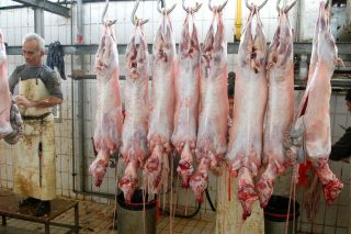 sfagio amnoerifia